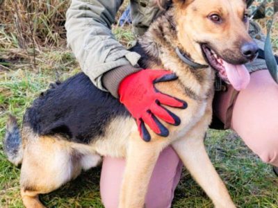 CZARUŚ - kochany psiak porzucony jak zbędna rzecz, ADOPTUJ