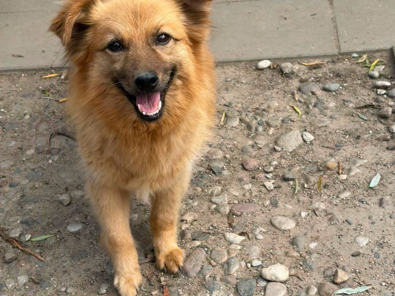 Fauna, delikatna suczka szuka spokojnego domu!
