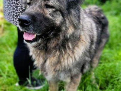 MATYLDA - piękna sunia w typie kaukaza szuka dobrego domu