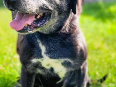 TOBI - kochany, łagodny psiak szuka najlepszego domu