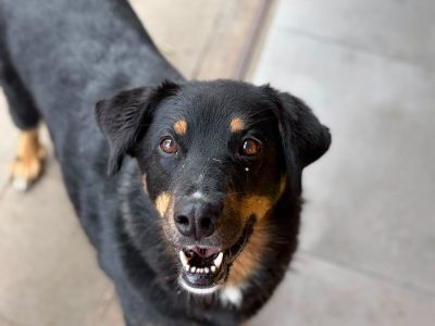 Niekonfliktowa, wesoła Misia, młoda sunia ADOPCJA