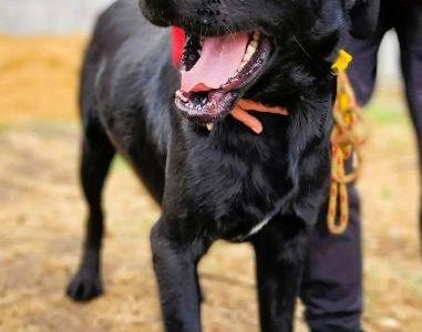 ORION - cudny psiak w typie labradora szuka domu