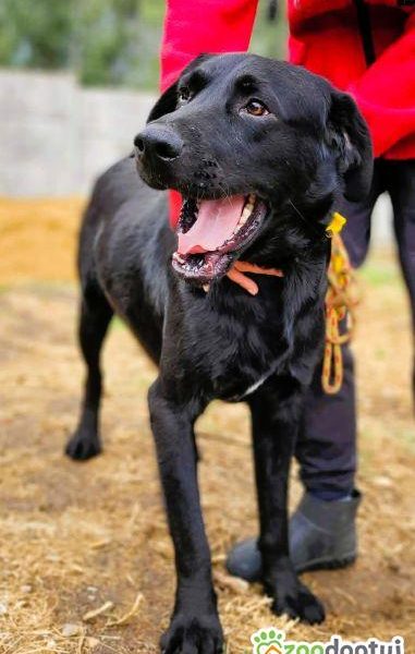 ORION - cudny psiak w typie labradora szuka domu