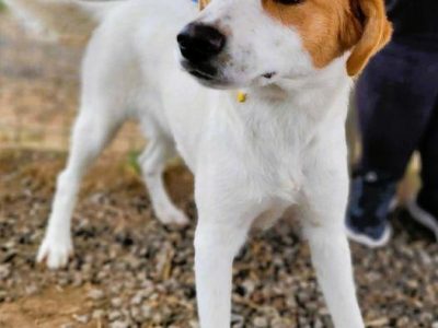 BAJA - psie dziecko za kratami schroniska, adoptuj!