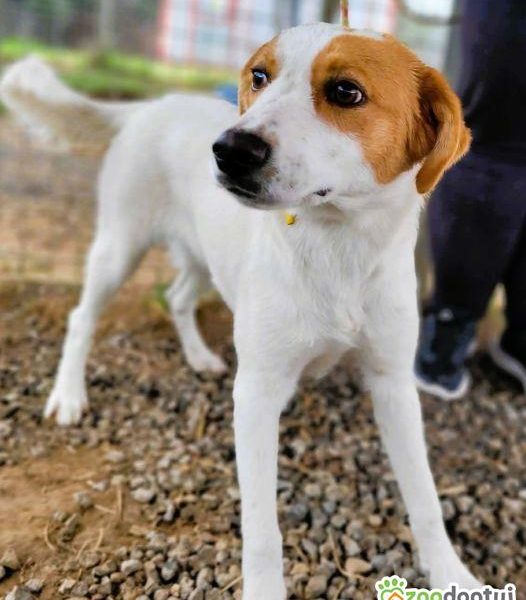BAJA - psie dziecko za kratami schroniska, adoptuj!