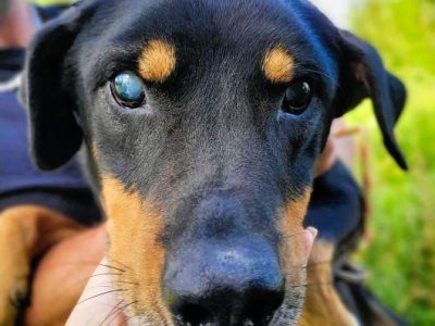 FIGARO - niewidomy psiak za kratami schroniska, ADOPTUJ!