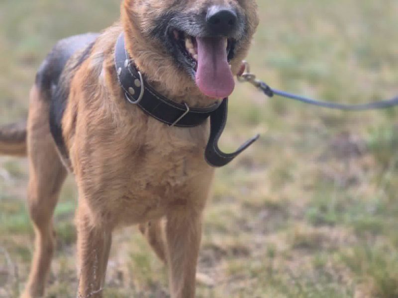 Lola - młodziutka, przyjazna suczka owczarka