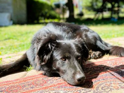 MANGO - piękny psiak, w typie mini flat coated retriver