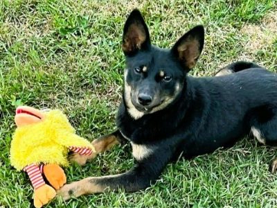 POKO - 7 kg, cudowny psiak szuka super domu