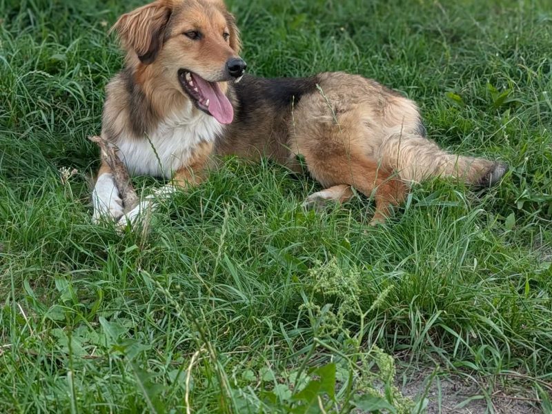 Sofi - roczna, domowa, wychowana sunia