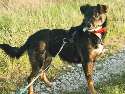 KIKI - niepozorna z wyglądu, cudowna z charakteru, ADOPTUJ!