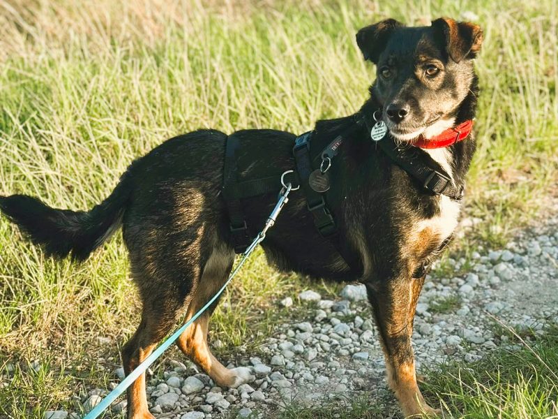 KIKI - niepozorna z wyglądu, cudowna z charakteru, ADOPTUJ!