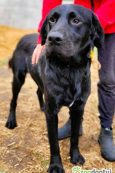 ORION - cudny psiak w typie labradora szuka domu