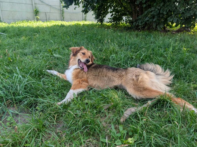 Sofi - roczna, domowa, wychowana sunia