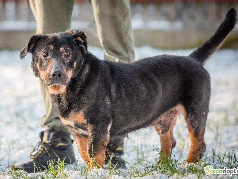 BULI - kochany, wyjątkowy psiak szuka dobrego domu