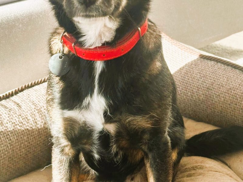 KIKI - niepozorna z wyglądu, cudowna z charakteru, ADOPTUJ!