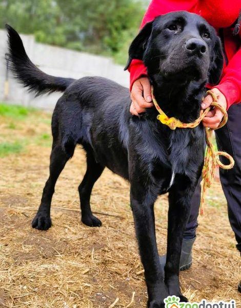 ORION - cudny psiak w typie labradora szuka domu