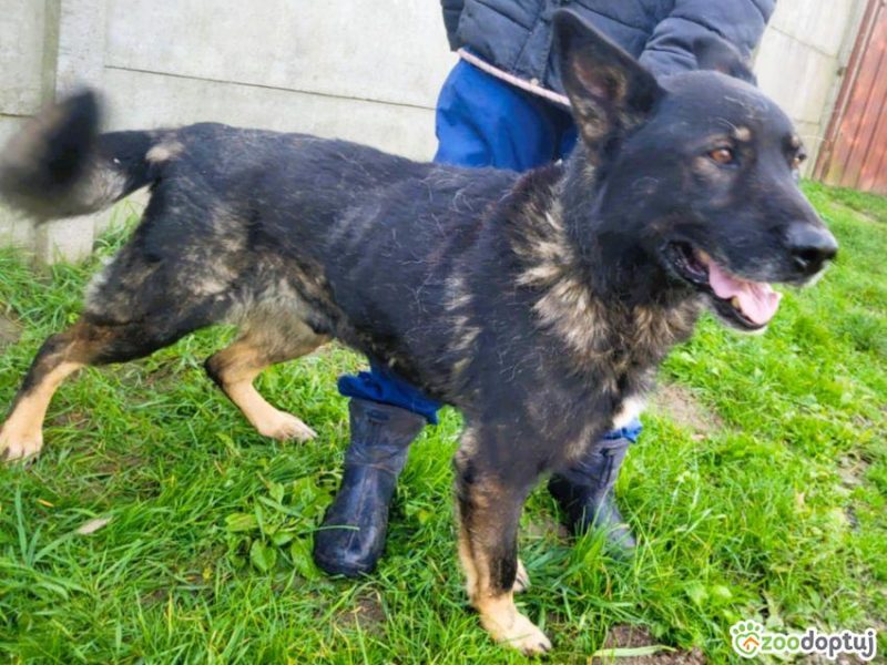 HOMER - piękny psiak w typie wilczaka do adopcji