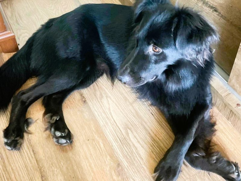 MANGO - piękny psiak, w typie mini flat coated retriver