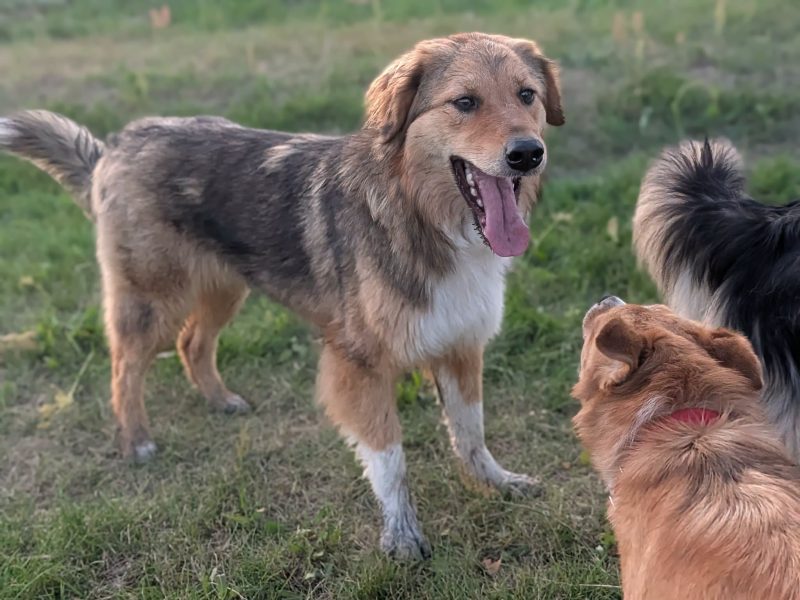 Sofi - roczna, domowa, wychowana sunia
