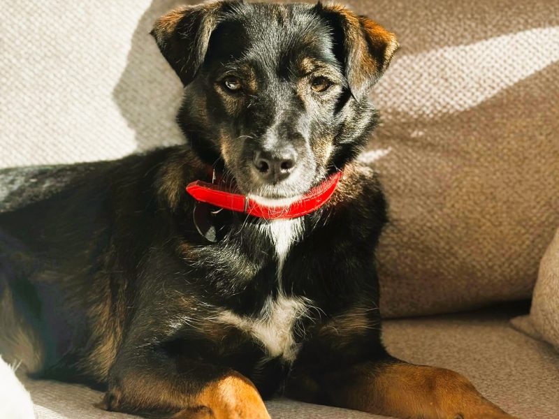 KIKI - niepozorna z wyglądu, cudowna z charakteru, ADOPTUJ!