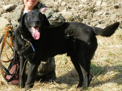 PORTER - mix labradora szuka najlepszego domu