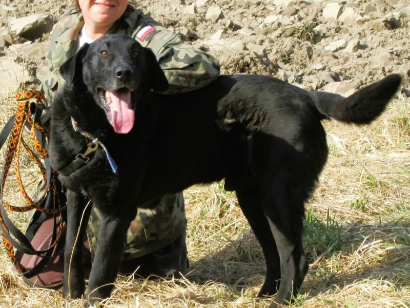 PORTER - mix labradora szuka najlepszego domu