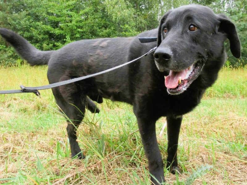 PORTER - mix labradora szuka najlepszego domu