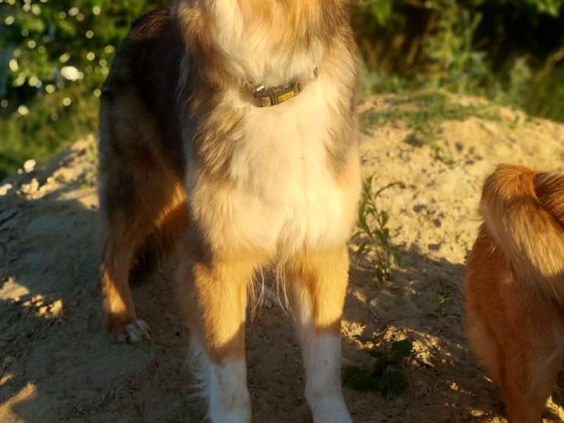 Sofi - roczna, domowa, wychowana sunia