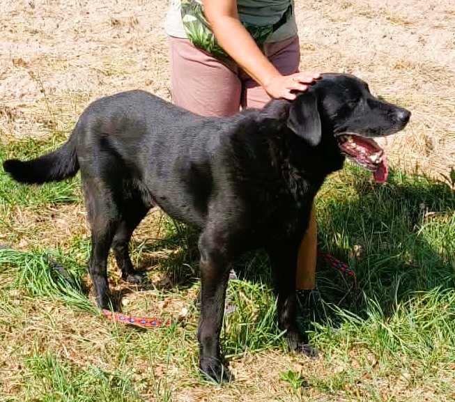 PORTER - mix labradora szuka najlepszego domu