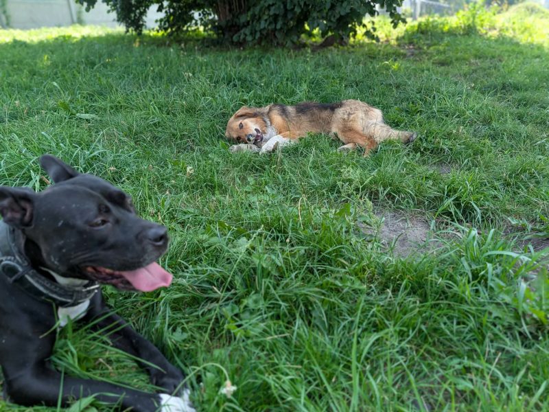 Sofi - roczna, domowa, wychowana sunia