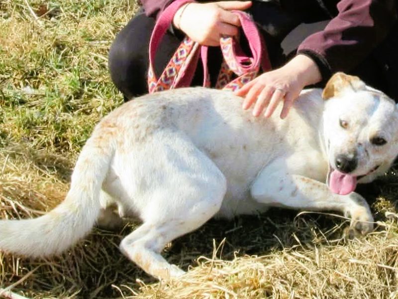 ROY - mini biszkoptowy labrador szuka domu