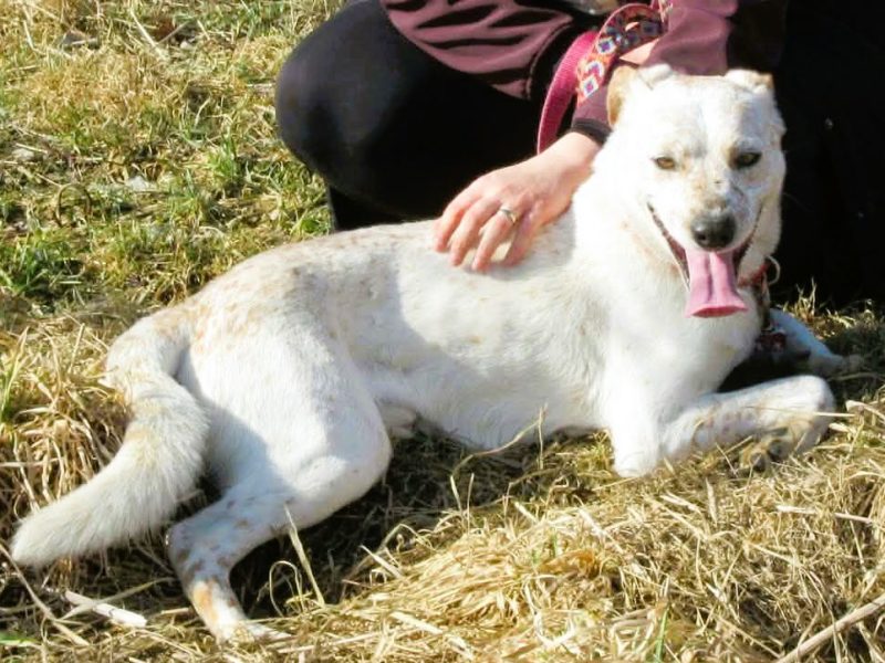 ROY - mini biszkoptowy labrador szuka domu