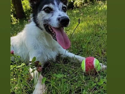 🐾Dyzio szuka odpowiedzialnego domu 🐾