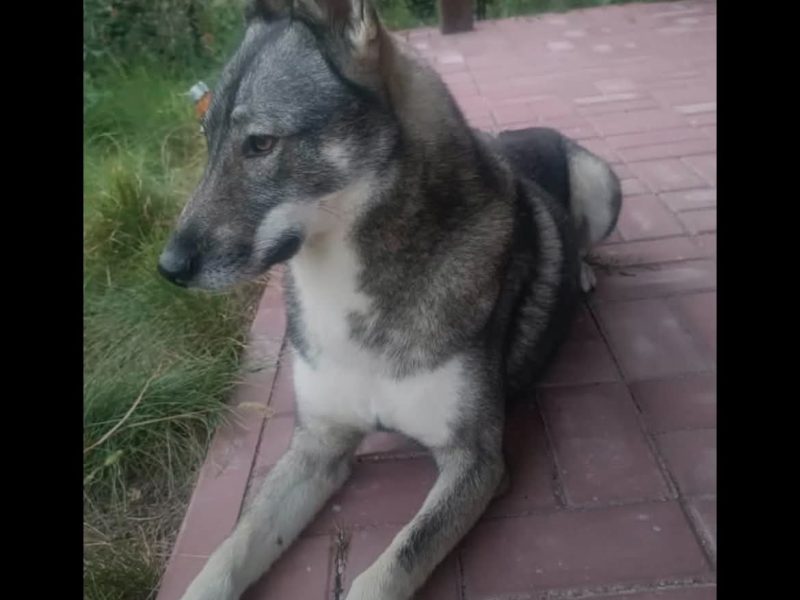 MAUI - 2 LETNI PSIAK W TYPIE JAMTHUNDA SZUKA DOMKU bez kotów !