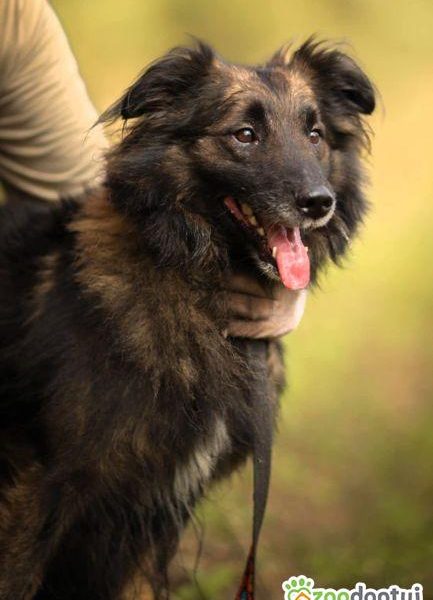 PUSZEK - roczny, super psiak do adopcji
