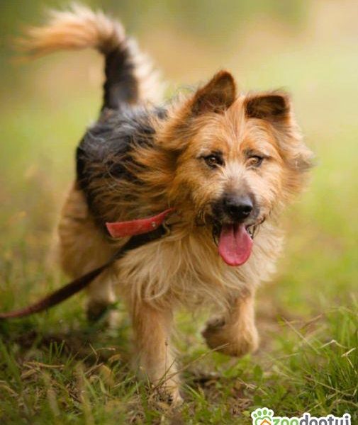 MAX - piękny psiak szuka super domu