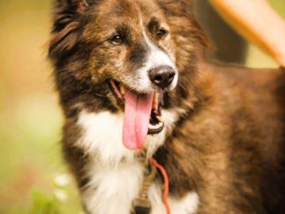 ERWIN - piękny psiak w typie border collie szuka domu