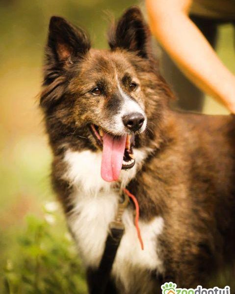 ERWIN - piękny psiak w typie border collie szuka domu