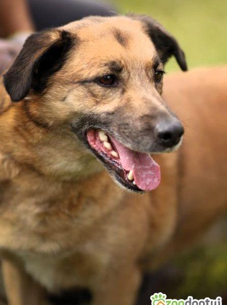 KUBUŚ - zaniedbany, kochany pro ludzki psiak do adopcji