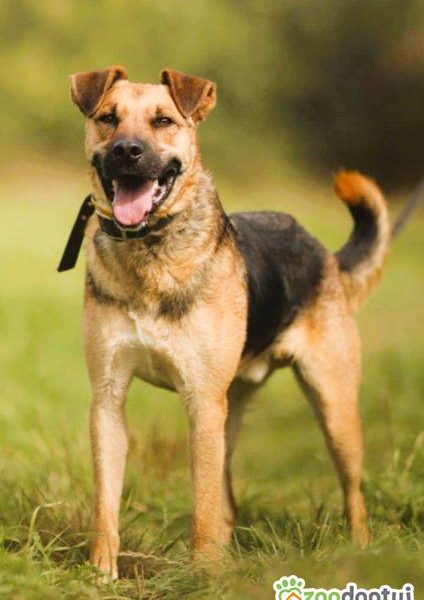 CZARUŚ - kochany psiak porzucony jak zbędna rzecz, ADOPTUJ