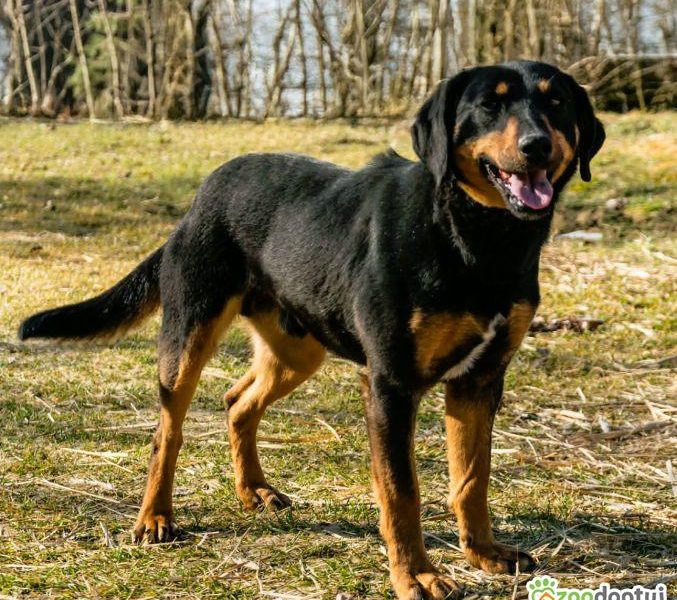 SZAFIR - piękny psiak w typie gończy polski szuka domu