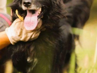 DISEL - w typie mini flat coated retriver szuka domu