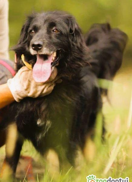 DISEL - w typie mini flat coated retriver szuka domu