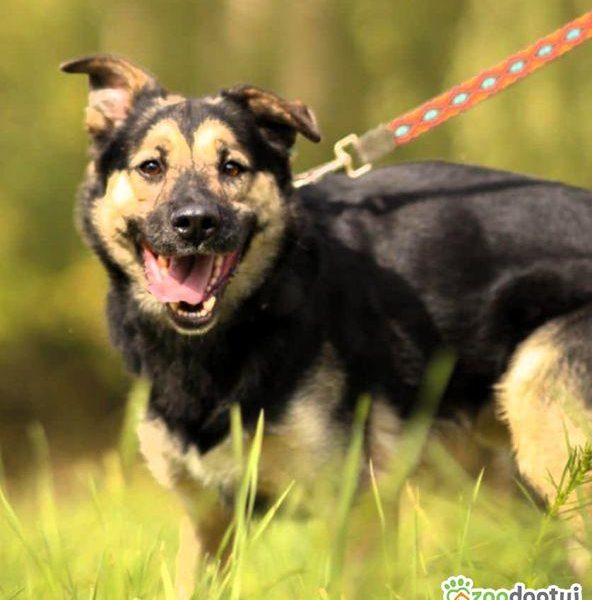KAZANEK - młodziuktki, kochany psiak do adopcji