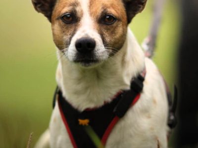 KUNIK - piękny psiak w typie jack russell terrier szuka domu