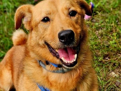 Psi senior Doggi szuka domu!