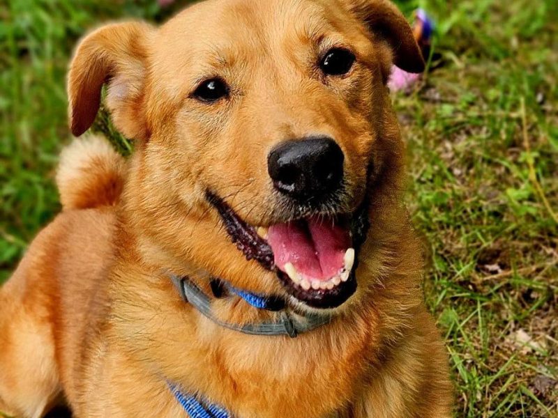 Psi senior Doggi szuka domu!