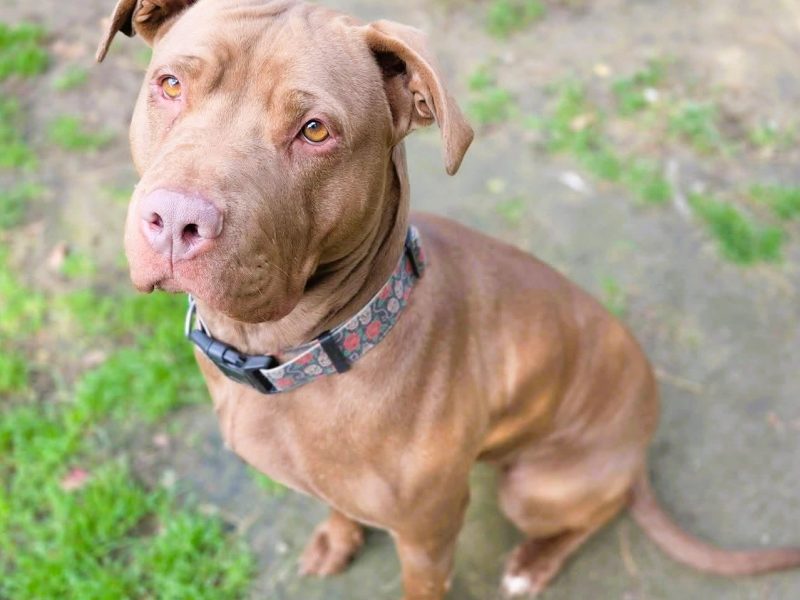 COLA - pitbull która ma tydzień na znalezienie dobrego domu