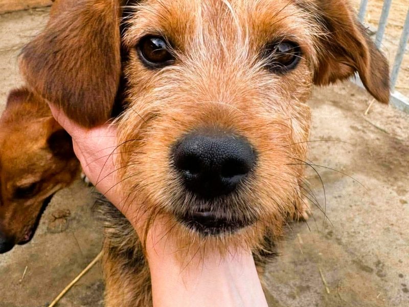 NUTKA - 7kg cudowna młoda sunia, ADOPTUJ